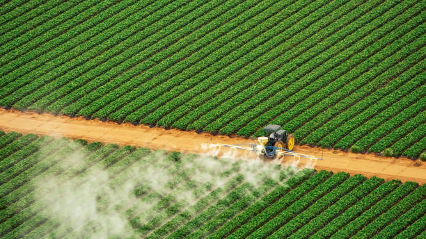 Best Pest Removal Services  in Hammond, LA
