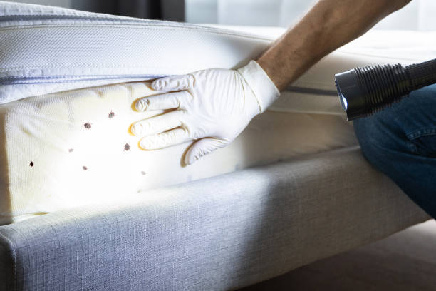 Best Affordable Pest Control Services  in Hammond, LA