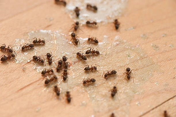 Best Commercial Pest Control Services  in Hammond, LA
