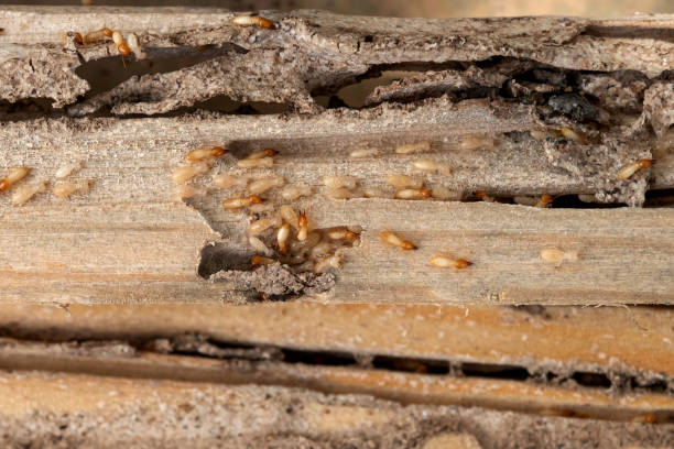 Best Pest Control Near Me in Hammond, LA