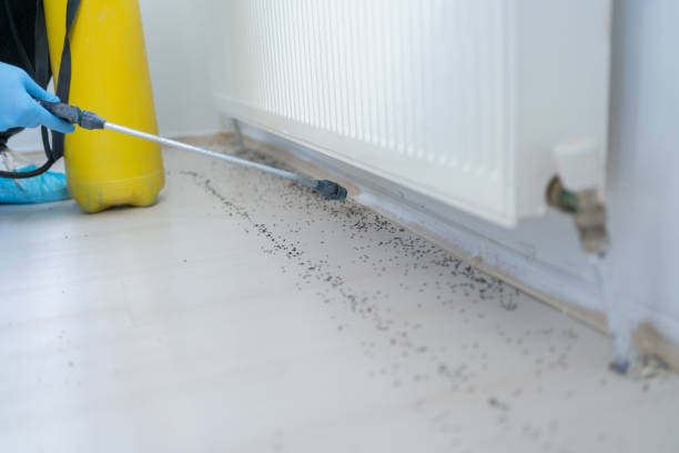 Best Insect Control  in Hammond, LA
