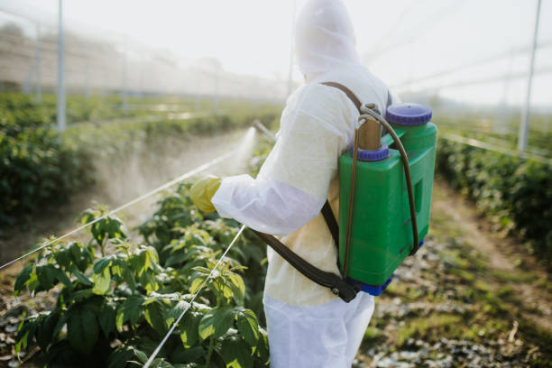 Best Ant Control Services  in Hammond, LA